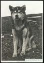 Image of Dog, Old Sledge Dog